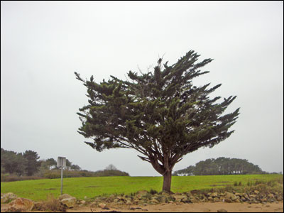 Un arbre seul au milieu d'un semblant d'île. Morbihan, février 2007.